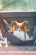 A small dog sits in a dog seat on the front of the car and travels