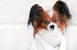 Cute dog close-up portrait in the bathroom in in towel. Grooming and dog care. Copy space