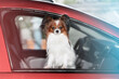 A close-up portrait of a small long-haired dog on the front seat in a car looks out the window. Traveling with a dog