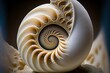  a close up of a shell with a black background and a white background with a gold spiral design on it, with a black background with a black border and white border, and a. Generative AI