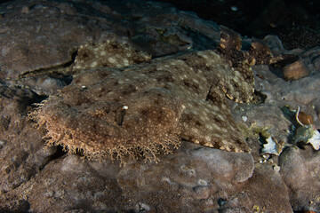 Wall Mural - Tasselled Wobbegong in Raja Ampat