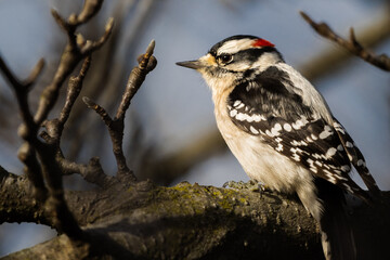 Wall Mural - woodpecker on branch