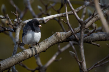 Wall Mural - dark eyed junco on a branch