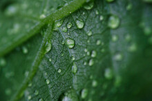 Close-up Of Dew Drops On Leaf