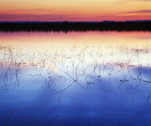 A Reflected Twilight Sky In A Reed Filled Pond In Cedarberg Wilderness Area In South Africa.