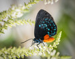 Close up of a single black blue and red Atala butterfly, also known as coontie hairstreak or just atala butterfly with wings up at the Butterfly Estates in Fort Myers Florida USA