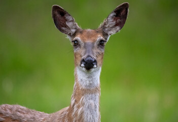 Poster -  deer close up