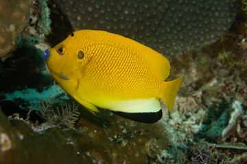 Wall Mural - Threespot Angelfish in Raja Ampat