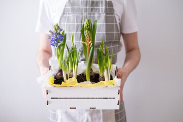 Women's hands hold a box with spring flowers hyacinths in their hands