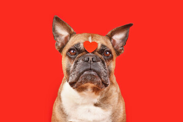 Wall Mural - Cute French Bulldog dog with Valentine's Day heart on forehead on red background