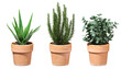 Cut out aloe vera rosemary eucalyptus in terracotta pot transparent backgrounds 3d rendering png file
