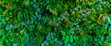 Herb Wall, Plant Wall, Natural Green Wallpaper And Background. Nature Wall.  Nature Background Of Green Forest