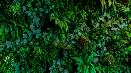 Wall Mural - Herb wall, plant wall, natural green wallpaper and background. nature wall.  Nature background of green forest