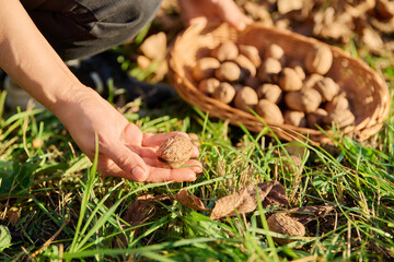 Canvas Print - Close-up of ripe walnuts in hands of woman picking nuts in basket