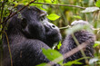 Eastern mountain gorilla in tropical forest of Uganda