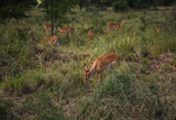 Fototapeta  - Antelope eating grass with herd in Serengeti National Park