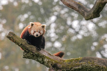 Red Panda On A Tree Framed