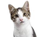 Head shot of cute black tabby with white stray cat kitten, sitting up facing front. Looking straight to camera, Isolated cutout on transparent background.