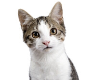 Head Shot Of Cute Black Tabby With White Stray Cat Kitten, Sitting Up Facing Front. Looking Straight To Camera, Isolated Cutout On Transparent Background.