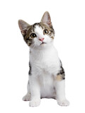 Cute black tabby with white stray cat kitten, sitting up facing front. Looking straight to camera, Isolated cutout on transparent background.