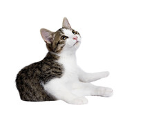 Cute Black Tabby With White Stray Cat Kitten, Laying Down. Looking Up And Away From Camera, Isolated Cutout On Transparent Background.