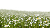 Fototapeta Mapy - Marguerite daisies on the meadow isolated on transparent background, PNG. Spring flower.
