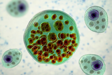 Wall Mural - Rhinosporidium seeberi parasite, the causative agent of rhinosporidiosis, disease with formation of polypoidal masses in nasopharynx, 3D illustration