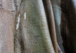 Flora von Teneriffa im botanischen Garten von Puerto de la Cruz: faszinierender Baum großblättrige Feige, Ficus macrophylla columnaris mit schöner Baumrinde, Close-up