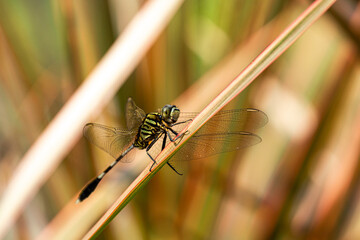 Selective focus of Orthetrum sabina, the slender skimmer or green marsh hawk looking in the camera.