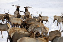 National Elk Refuge, Jackson, WY.