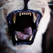 Close-up Of The Open Mouth And Teeth Of A Stuffed Wild Animal.