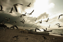 Many Birds Flying Over Some Boats In Celestun, Yucatan, Mexico.