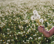 Child's Hand Holding A Bunch Of Fluffy Dandelion Flowers In A Field.