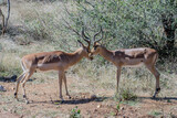 Fototapeta Sawanna - African impalas near Kruger National Park.
