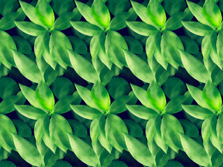  plants, leaf, background sameless pattern