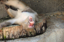 Berber Monkey Lying On A Tree Stump And Laughing His Head Off