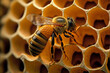Bee on honeycomp, generated ai