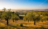 Fototapeta Lawenda - Olivenhain in der Toskana im Morgenlicht