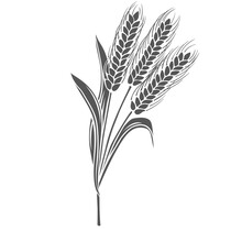 Wheat Cereal Crop Plant, Glyph Icon Vector Illustration. Cut Black Silhouette Of Spikelets Wheat To Produce Flour For Baking Bread And Wheat Text