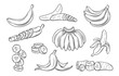 © setory - Banana line icons set vector illustration. Hand drawn outline one and variety group of tropical fruit with peel, bunch on branch, whole banana and cut into pieces and slices, slippery trash skin