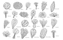Leafy Salad Vegetables Outline Icons Set Vector Illustration. Hand Drawn Line Sketches Of Romaine Lettuce And Radicchio Salad Leaf, Arugula And Chicory, Collard And Bok Choy, Iceberg And Curly Kale