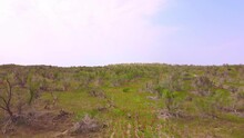 Forests Of Saxaul Growing In The Kyzylkum Desert, Kazakhstan In Early Spring. Green Dunes Covered With Vegetation