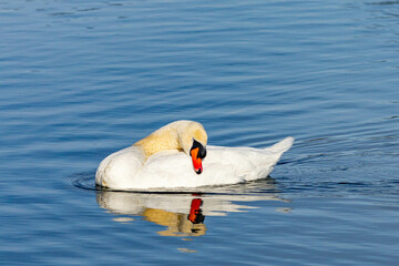 Wall Mural - white swan sleeping on the water