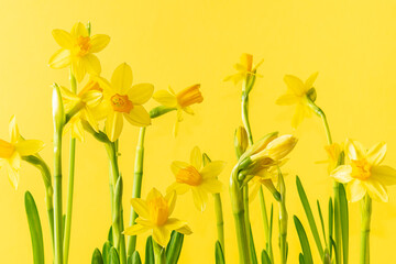 Wall Mural - Bright spring composition with fresh daffodil flowers on bright yellow background close up.