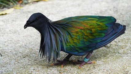 Wall Mural - Caloenas nicobarica|Nicobar pigeon|绿蓑鸽|The Nicobar pigeon (Caloenas nicobarica) is a species of pigeon found on small islands and coastal regions from the Andaman