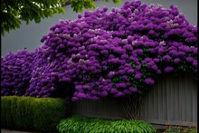  A Large Purple Bush With Purple Flowers On It's Side Of A Building With A Fence In The Background And A Green Lawn In Front Of It And A Gray Wall With A Few Bushes.