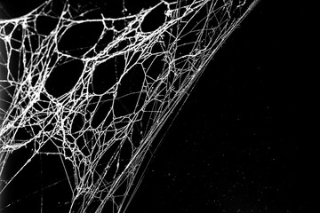 Wall Mural - spider web