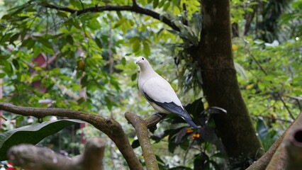 Poster - トレスケシバト（学名：Ducula spilorrhoa）
（英名：Torresian Imperial-Pigeon）

トレスケシバト（Torresian Imperial-Pigeon）は、ハト科（Columbidae）に属する大型のハトで、オーストラリア北部、ニューギニア、インドネシアの一部の島々に生息 しています。純白の体に黒い翼端 が特徴で、美しく優雅な姿を持つ鳥です。