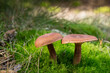 Lactarius rufus. Rufous milkcap, or the red hot milk cap edible wild fungus. Brown mushroom, natural environment background