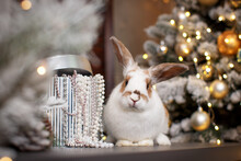 A White-brown Rabbit Sits On A Table Against The Background Of A Box With Beads And A Christmas Tree Decorated With Golden Balls And A Luminous Garland